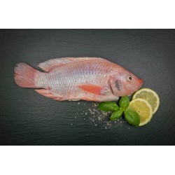 Sachsenbarsch ganzer Fisch küchenfertig (oreochromis niloticus)