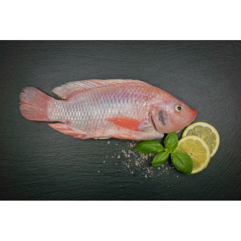 Sachsenbarsch ganzer Fisch küchenfertig (oreochromis niloticus)