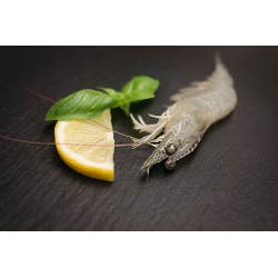 Garnele (White leg / Litopenaeus vannamei)