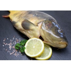 Karpfen ganzer Fisch küchenfertig (cyprinus carpio)