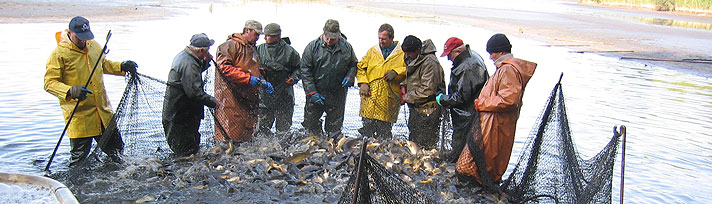 Fischzucht Karsten Ringpfeil